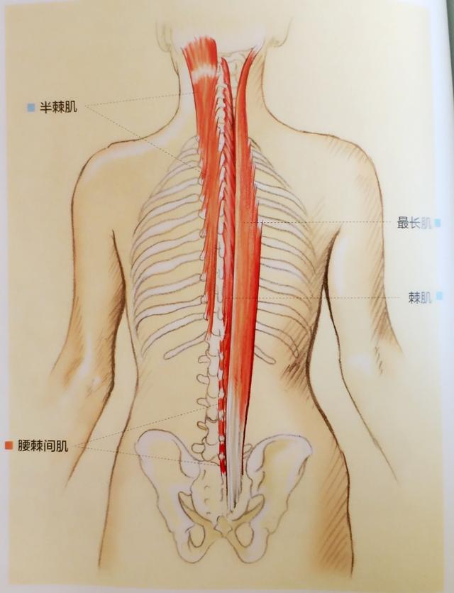 5个瑜伽体式，赶走常见背痛，重塑你的背部曲线