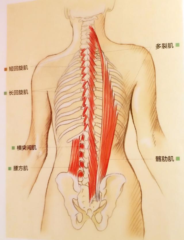 5个瑜伽体式，赶走常见背痛，重塑你的背部曲线