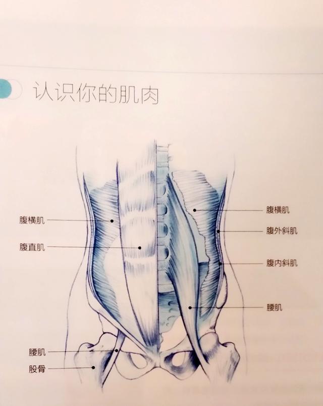 这组瑜伽序列，锻炼你的深层腹肌，美化腹部线条，马甲线指日可待