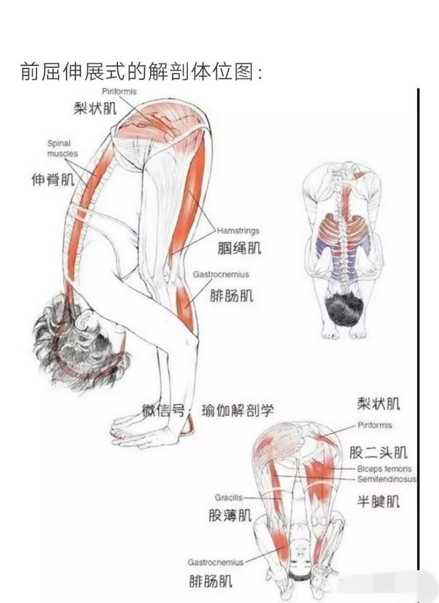 瑜伽站立前屈练习技巧，掌握这些易受伤的点，安全拉伸减少伤害