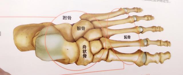 4个瑜伽体式，改善踝关节的健康，提高平衡，带来力量和稳定