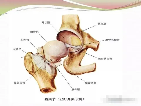 开髋只会青蛙趴吗？试试这6个深髋开放的瑜伽体式，全方位开髋