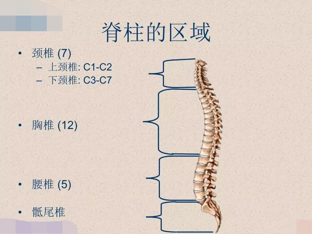 5个强健脊柱的瑜伽姿势，配合呼吸练习灵活脊柱，越活越年轻