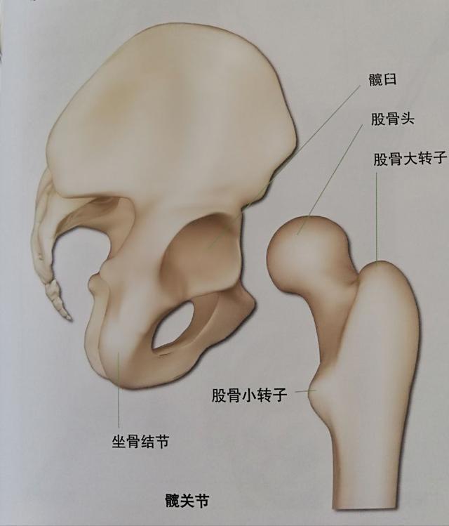 练瑜伽别只顾着开髋，这些关于髋部灵活和稳定的知识你应该知道