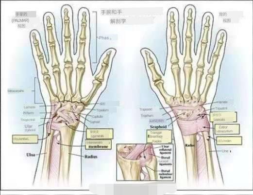 练瑜伽时，最常被忽视的手腕，其实很重要