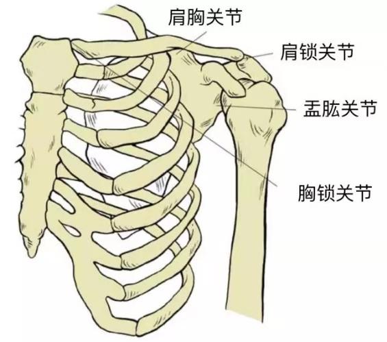 肩部疼痛怎么练瑜伽？这些变体让你安全有效地继续练习