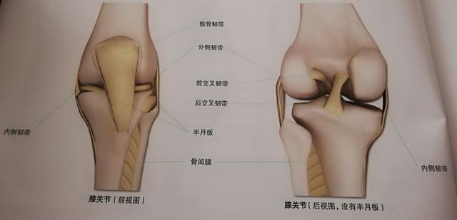 初学瑜伽如何保护膝盖？学会避免过度伸展是关键，尤其要注意啦