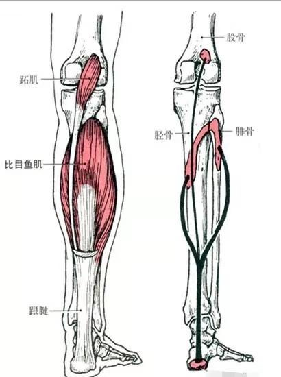 初学瑜伽如何保护膝盖？学会避免过度伸展是关键，尤其要注意啦