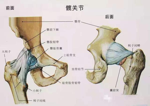 瑜伽开髋，一定要知道关于灵活和稳定的平衡，才能安全开髋