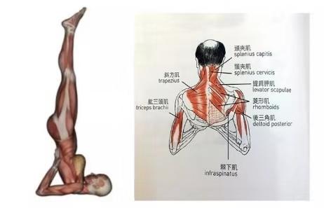 瑜伽体式之母肩倒立练习，了解肩倒立中的颈部安全至关重要