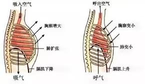 呼吸是瑜伽的灵魂，教你更深入的了解腹式呼吸，让练习更有效