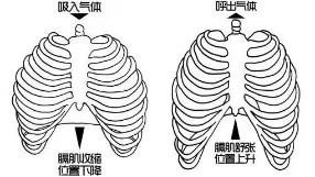 呼吸是瑜伽的灵魂，教你更深入的了解腹式呼吸，让练习更有效