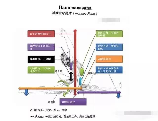 8个体式助你解锁神猴哈奴曼式，让你快速学会正确“劈腿”