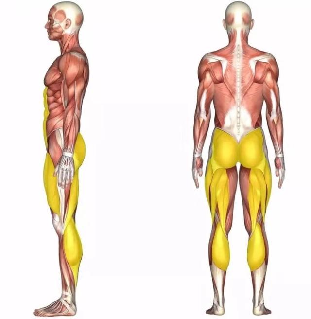 练瑜伽要保护好膝盖，不仅仅是膝盖上提那么简单