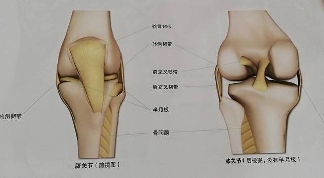 瑜伽练习中如何保护膝盖？这些技巧和常识一定要知道