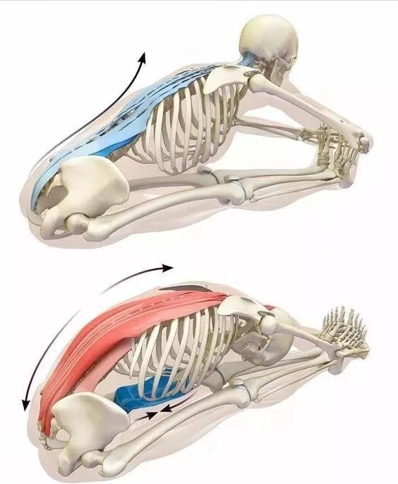 练习瑜伽前屈，如何保护腰椎避免损伤，这些技巧和常识你要知道