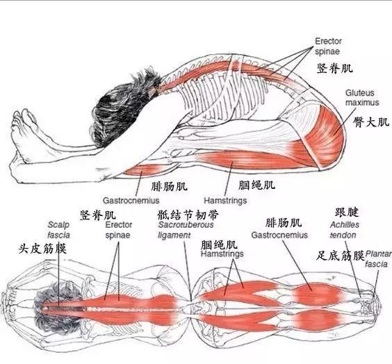 练习瑜伽前屈，如何保护腰椎避免损伤，这些技巧和常识你要知道