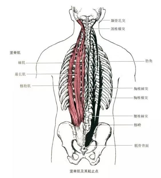 束角式中无法前屈？下背部无力？需要刻意锻炼一下你的竖脊肌