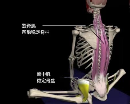 束角式中无法前屈？下背部无力？需要刻意锻炼一下你的竖脊肌