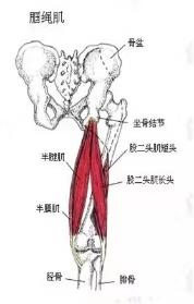 要拉伸你的腿筋，先了解腘绳肌，灵活和强健必不可少