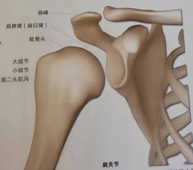 瑜伽中如何保护您的肩部健康？保持全面的体式练习是最有效的方法