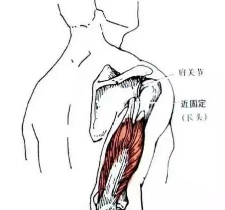 瑜伽中如何保护您的肩部健康？保持全面的体式练习是最有效的方法