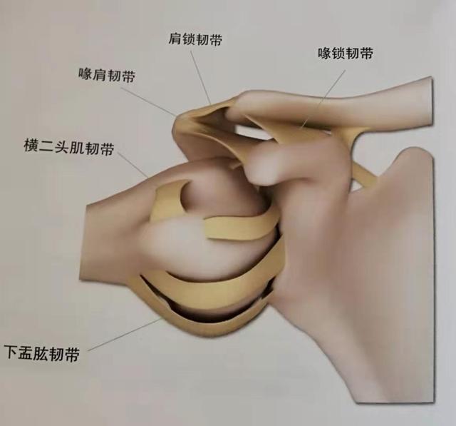 瑜伽中如何保护您的肩部健康？保持全面的体式练习是最有效的方法