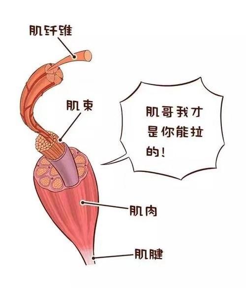 练瑜伽，了解您的肌肉收缩可以增强体位练习，让体式更容易