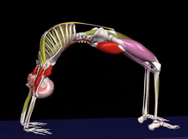 瑜伽轮式用蛮力进入会有受伤风险，练习中这些要点一定要掌握