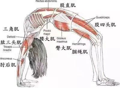 瑜伽轮式用蛮力进入会有受伤风险，练习中这些要点一定要掌握
