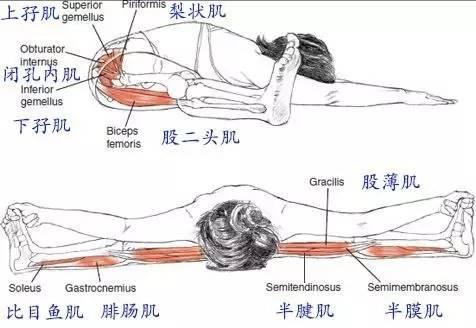 瑜伽坐角式中大腿怎么用力？光知道大腿外旋是不够的