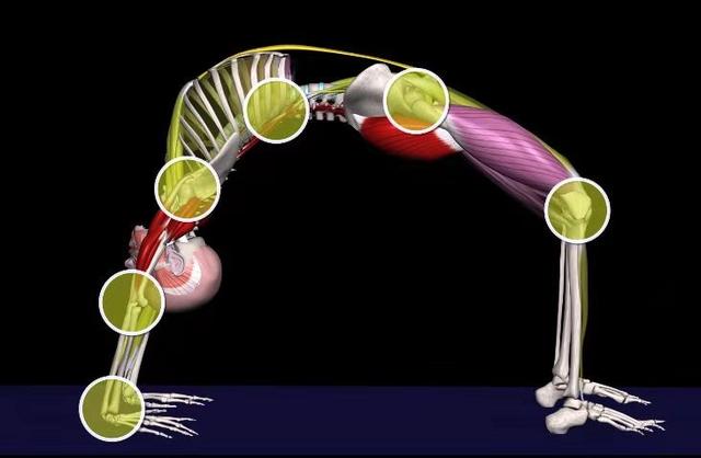练习瑜伽轮式之前，先做这些热身动作，才能让脊柱更健康
