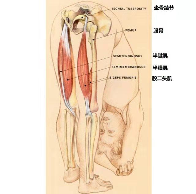 不了解腘绳肌，就盲目前屈，小心伤腰，一个小检测了解你的腘绳肌