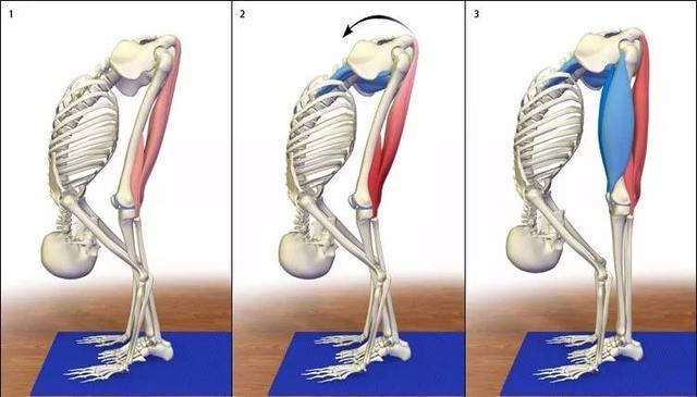拉伸腘绳肌别只会做站立前屈，这些体式效果同样好