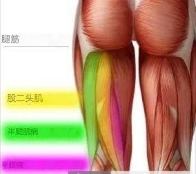 想要练就健康强壮的腘绳肌？除了拉伸，增强力量也很关键