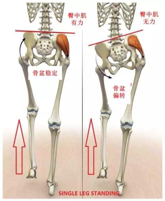 腰方肌的重要性，你真的知道吗？11个瑜伽姿势有效增强您的腰方肌