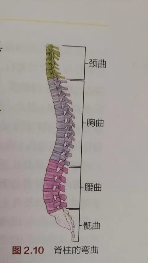 7个瑜伽姿势，从不同方位锻炼伸展你的背部肌肉，让脊柱更年轻