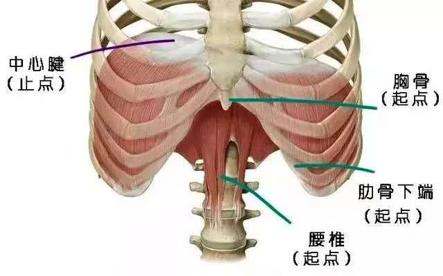 练习瑜伽，从认识“呼吸”开始，掌握呼吸技巧让瑜伽习练事半功倍