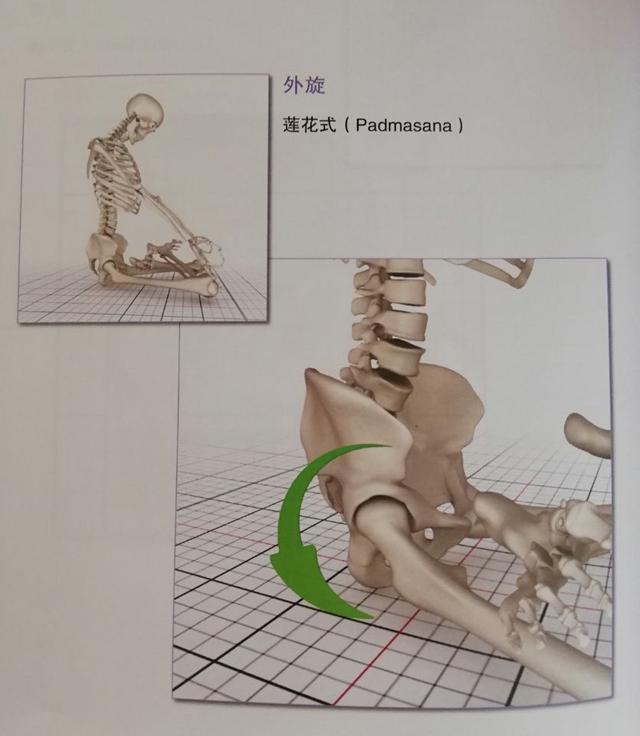 了解你的髋关节，让你在瑜伽练习中学会正确有效的开髋！