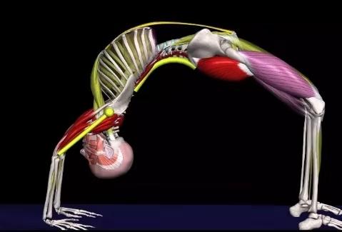 练瑜伽，灵活胸椎很重要，这些体式全方位灵活胸椎，一定要试试
