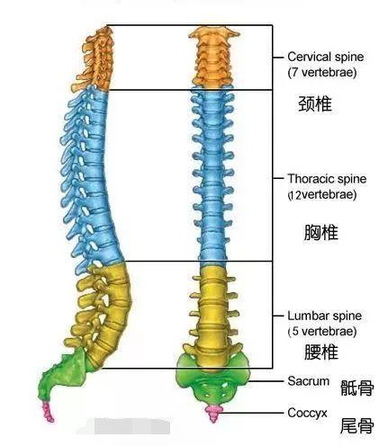 14个简单的瑜伽姿势，从各个方位灵活脊柱，越练越年轻