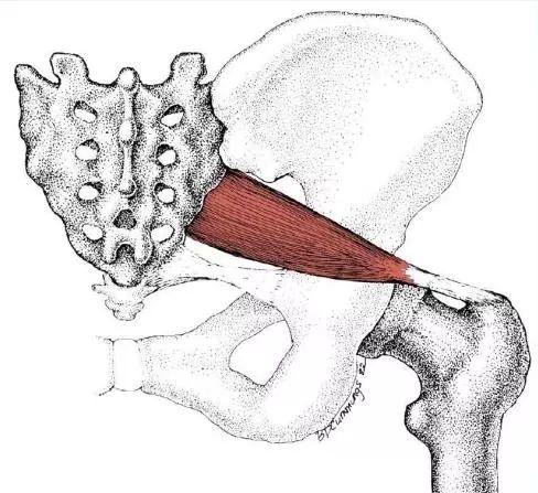 梨状肌，可能是坐骨神经痛和下背部痛的根源，一定要重视起来