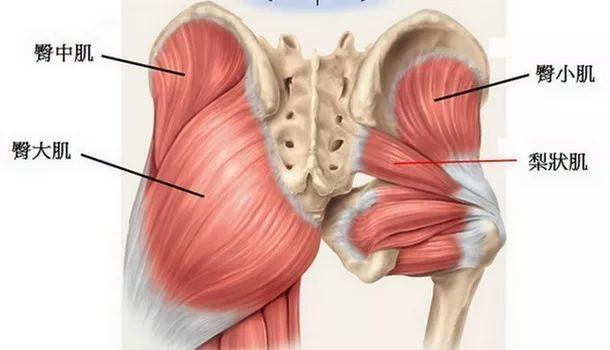 梨状肌，可能是坐骨神经痛和下背部痛的根源，一定要重视起来