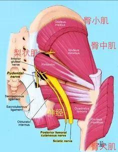 梨状肌，可能是坐骨神经痛和下背部痛的根源，一定要重视起来