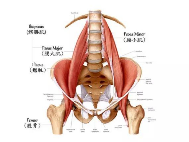 久坐导致髋屈肌紧，下背痛？瑜伽练习有效紧致臀部改善髋屈肌！