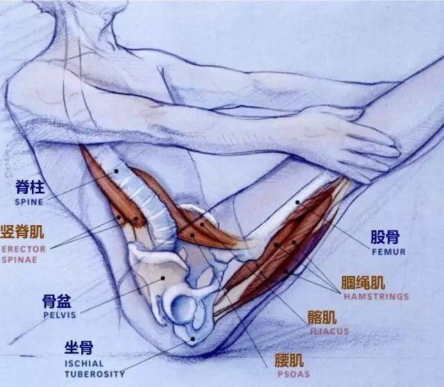 久坐导致髋屈肌紧，下背痛？瑜伽练习有效紧致臀部改善髋屈肌！