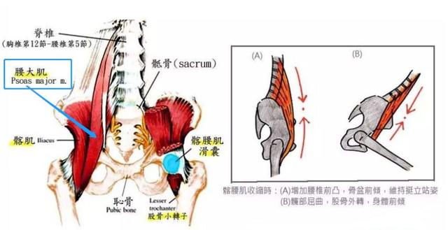 瑜伽练习中，拉伸和加强腰大肌很关键！很多人都忽视了