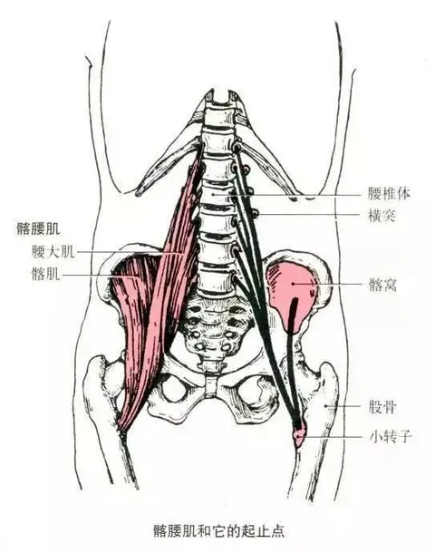 瑜伽练习中，拉伸和加强腰大肌很关键！很多人都忽视了