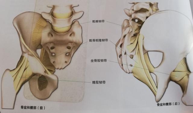 髋部越灵活越好吗？了解这些常识再开髋会更安全有效！