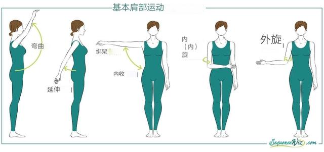 练瑜伽后弯，了解你的肩部运动模式，才能更安全有效